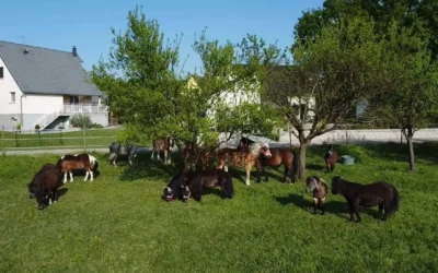 Au petit bonheur du Ried